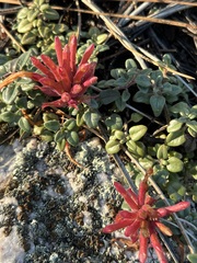 Monardella macrantha macrantha