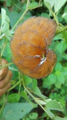 Megalopyge braulio
