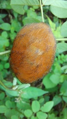 Megalopyge braulio