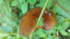 Megalopyge braulio
