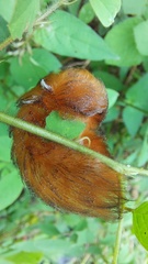 Megalopyge braulio