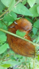 Megalopyge braulio
