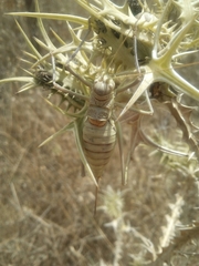 Steropleurus pseudolus