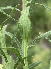 Neolasioptera erigeroni