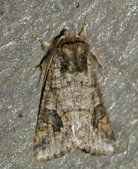 Leucochlaena aenigma