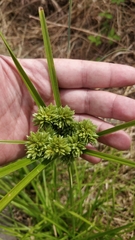 Cyperus eragrostis image