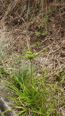 Cyperus eragrostis image