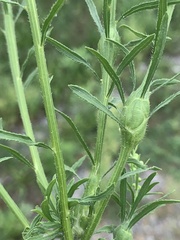 Neolasioptera erigeroni