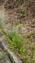 Cyperus eragrostis image