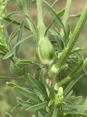 Neolasioptera erigeroni