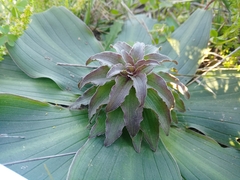 Eucomis regia
