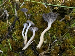 Cuphophyllus cinerellus