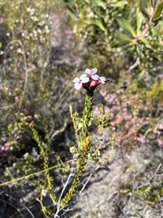 Adenandra