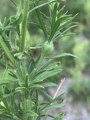 Neolasioptera erigeroni