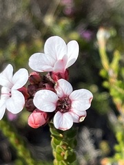 Adenandra