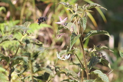 Lycianthes