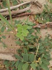 Lathyrus japonicus maritimus