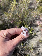 Adenandra