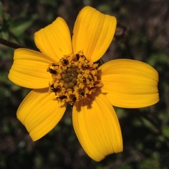 Electranthera parvifolia