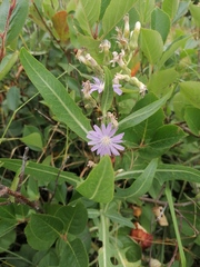 Lactuca tatarica