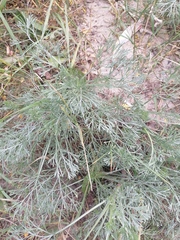 Artemisia campestris