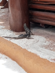 Ctenosaura similis