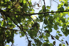 Mionectes striaticollis