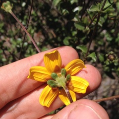 Electranthera parvifolia