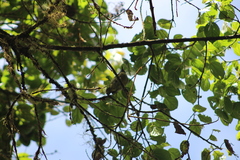 Mionectes striaticollis