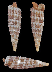 Euthymella
