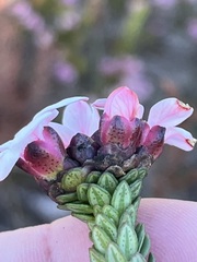 Adenandra