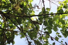 Mionectes striaticollis