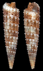 Euthymella