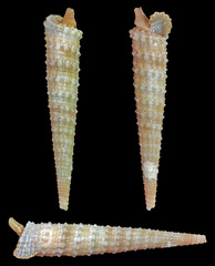 Euthymella