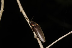 Pyrophorus