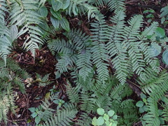 Cyathea capensis