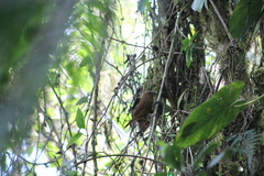 Cinnycerthia olivascens