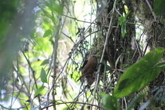 Cinnycerthia olivascens