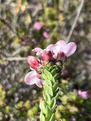 Adenandra