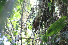 Cinnycerthia olivascens