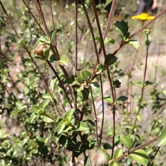 Electranthera parvifolia