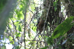 Cinnycerthia olivascens