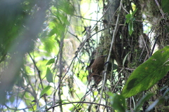 Cinnycerthia olivascens