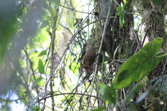 Cinnycerthia olivascens