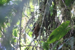 Cinnycerthia olivascens