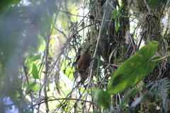 Cinnycerthia olivascens