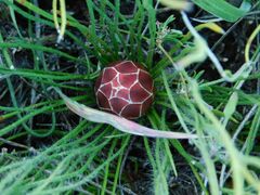 Protea restionifolia
