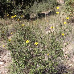Electranthera parvifolia