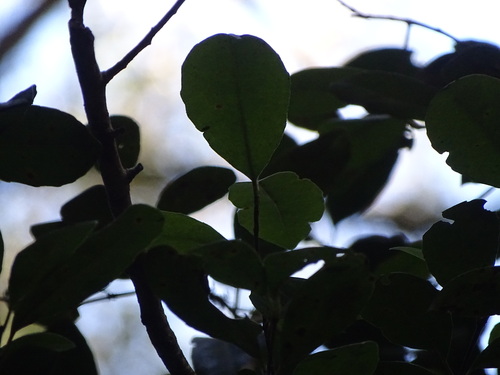 Image of Elaeodendron croceum by (c) Shaun Swanepoel, some rights reserved (CC BY)