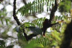 Margarornis squamiger